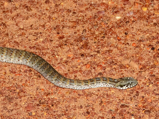 Northern Death Adder (Acanthophis praelongus) in Australia