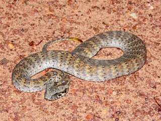 Fototapeta premium Northern Death Adder (Acanthophis praelongus) in Australia