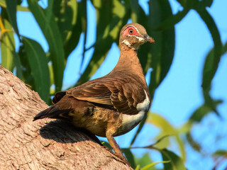 Partridge Pigeon (Geophaps smithii) in Australia