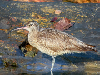 Whimbrel (Numenius phaeopus) in Australia