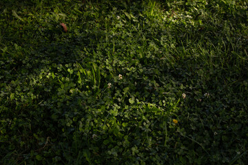 sun highlighting grass