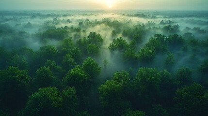 Obraz premium Aerial View of Foggy Forest at Sunrise Lush Greenery Nature Photography