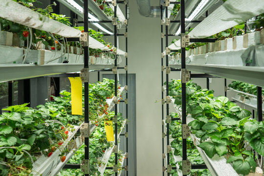 Commercial strawberry cultivation in greenhouse using hydroponic method with ventilation, pollinated by bumblebee colonies living inside. Industrial food production of Fragaria Polka in hothouse