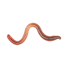 Fototapeta premium Earthworm on transparent background PNG Generative AI
