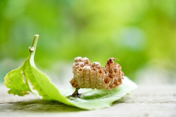 Close up on Paper Wasp (Ropalidia marginata) and nest on green leaves in the morning light. Wildlife and nature background. Macro photography. Animal wallpaper.