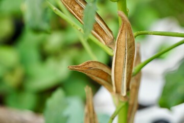 selective focus on many seeds in dry brown okra or lady's finger in sunlight with copy  space. Organic food and vegetables gardening or city farming concept. beauty nature background.