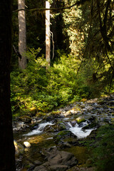 Lush green stream, Pacific Northwest