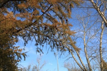 Fototapeta premium trees and sky