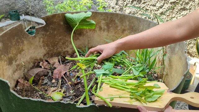 Closeup  of a hand throwing food scraps  kitchen waste into a composter bin in garden, organic waste. Ecology. Prevention of environmental pollution.