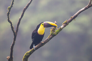 A Yellow-throated Toucan near Rio Celeste, Costa Rica
