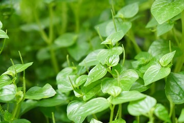 Selective focus on Peperomia or Shiny leaves (Peperomia pellucida Korth) tree with morning light. herbs and homegrown. Organic food and vegetables gardening, city farming. Nature background.