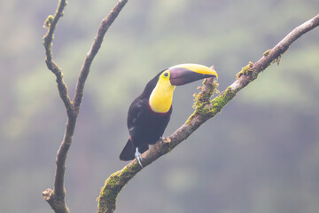Fototapeta premium A Yellow-throated Toucan near Rio Celeste, Costa Rica