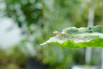 Focus on baby of Oriental garden lizard, Eastern garden lizard or Changeable lizard (Calotes...