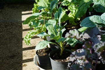 Focus on Dino Kale in vegetable pots with morning light. Fresh homegrown, organic vegetables, raw food. Plant plot in urban farming. Nature background.