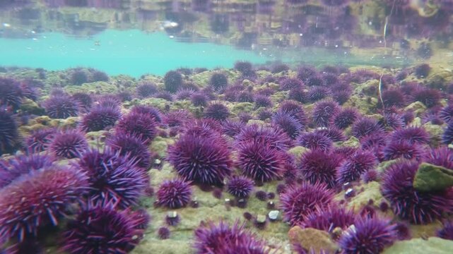 Tide pool covered with urchins 