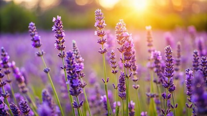 Obraz premium A close-up of lavender plant flowers in a field on a sunny day, sun, delicate, bloom, nature