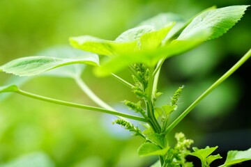 Fototapeta premium Top tree, seed and flower of Indian acalypha, Indian nettle, Tree-seeded mercury (Acalypha indica L.) herbs for cat in the morning light with copy space. Organic plant for pet. Medicine of nature.