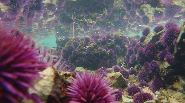 Tide pool covered with urchins 
