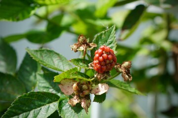 Focus on red fruit and green leaves of Blackberry tree in white pot  with sunlight. organic food. Healthy eating. City gardening or urban farming. Nature background with copy space.