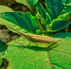 Long headed grasshopper or chinese grasshopper, also called locust (acrida cinerea) sitting on green leaf in sun 