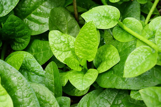 Top view of Malabar Nightshade, East Indian Spinach, Ceylon Spinach or Vine spinach (Basella alba Linn) growing on ground in morning light. Organic food, vegetables gardening. Nature background.