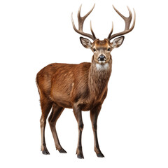 Fototapeta premium Red deer standing isolated on white background