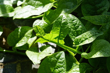 Focus on Malabar Nightshade, East Indian Spinach, Ceylon Spinach or Vine spinach (Basella alba...