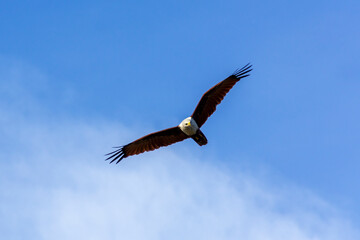 Eagle