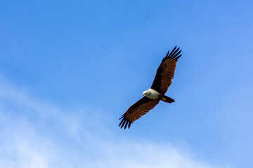 Fototapeta premium Eagle