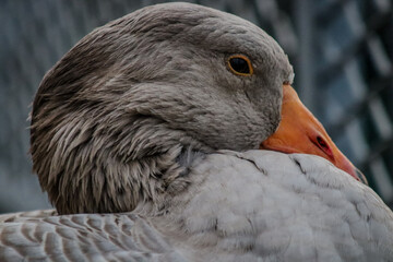 Goose from up close in lake Leman, Geneva 