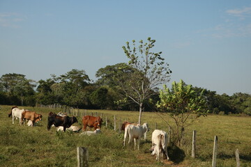 Vacas en granja comiendo