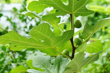 Green young fig fruits on tree in sunlight. Little urban or city farming. Super food and High fiber. organic food. Healthy eating. Plant plot.