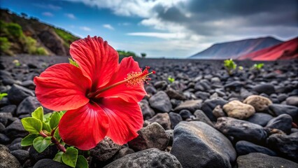 Stunning red hibiscus flower against dark volcanic stones