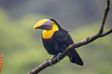 A Yellow-throated Toucan in Costa Rica © Matt