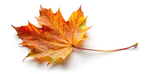 Obraz premium falling autumn maple leaves isolated on white background