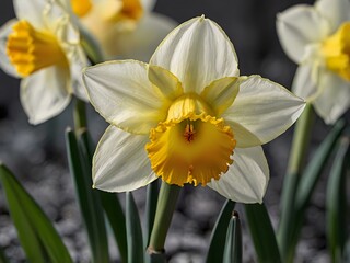 Fototapeta premium close up photo of white and yellow narcissus or daffodil flowers in a flower garden