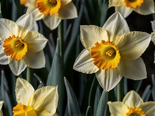 Fototapeta premium close up photo of white and yellow narcissus or daffodil flowers in a flower garden