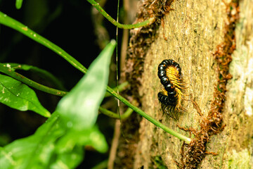 Millipedes are a group of arthropods that are characterised by having two pairs of jointed legs on...