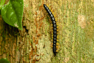 Millipedes are a group of arthropods that are characterised by having two pairs of jointed legs on most body segments. Each double-legged segment is a result of two single segments fused together.