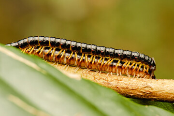 Millipedes are a group of arthropods that are characterised by having two pairs of jointed legs on...