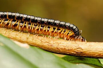 Millipedes are a group of arthropods that are characterised by having two pairs of jointed legs on...