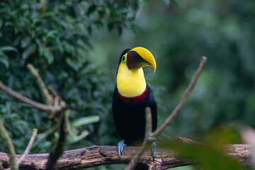 Fototapeta premium A Yellow-throated Toucan in Costa Rica