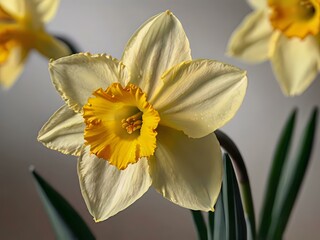Fototapeta premium close up photo of white and yellow narcissus or daffodil flowers in a flower garden