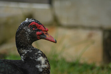 Ducks are a group of species of water birds – relatively small in size and with shorter necks than their close cousins of swans and geese.