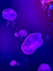 jelly fish in the water