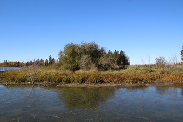 Fototapeta premium Trees Along The Bay