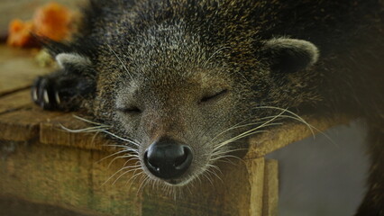 Sleeping Binturong Inside Zoo Enclosure