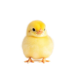Obraz premium An adorable fluffy yellow chick standing proudly
