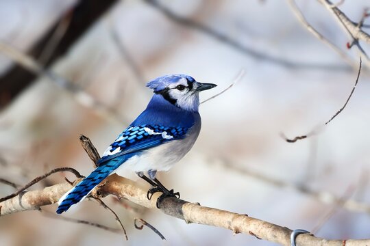 blue jay perched on a branch