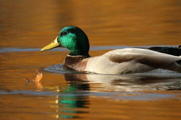 Obraz premium duck on the water